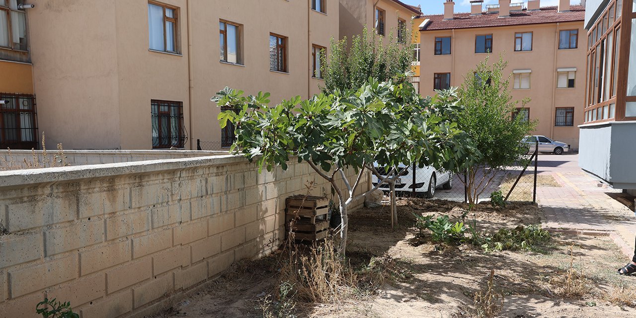 Konya’da olmaz dediler, apartman bahçesinde yetiştirdi