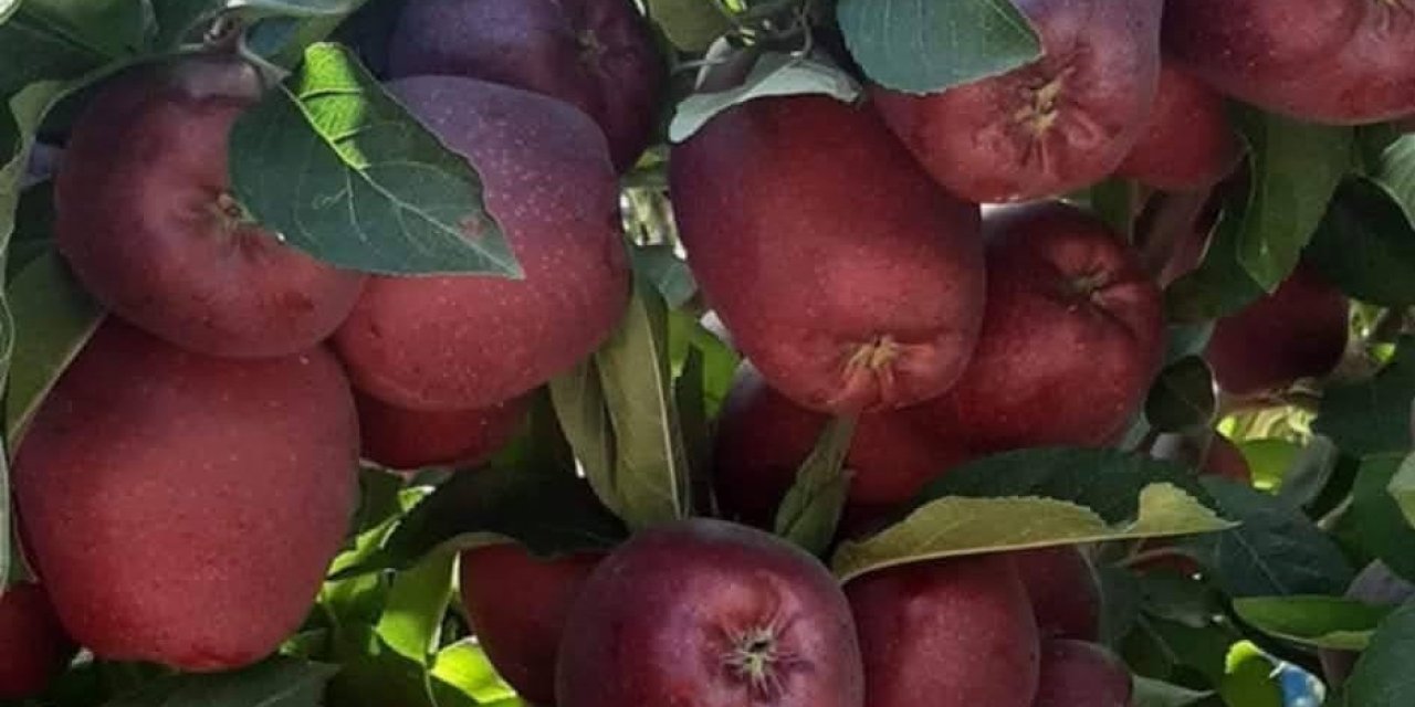 Konya’nın elma deposunda hasat yüz güldürdü