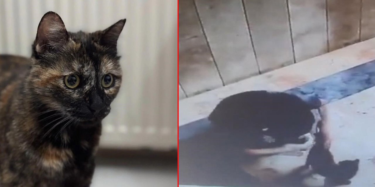 Cezve'yi işkenceyle öldüren vicdansızın cezası belli oldu