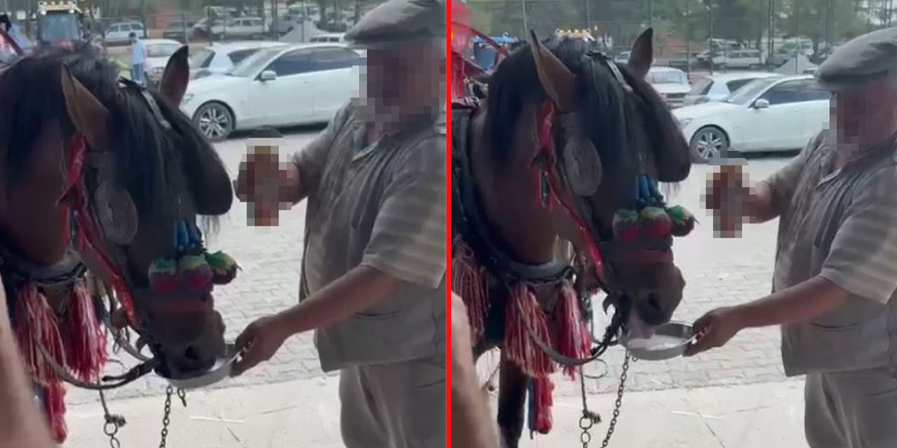 Yok artık dedirten görüntü! Sürekli alkol içirilen at bağımlı oldu