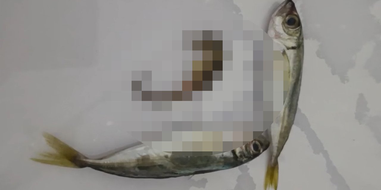 Pazardan balık diye aldı, poşetten çıkan şey bambaşkaydı