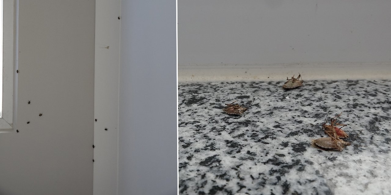 Kahverengi kokarca evleri istila etmeye başladı! Sakın elinizi sürmeyin