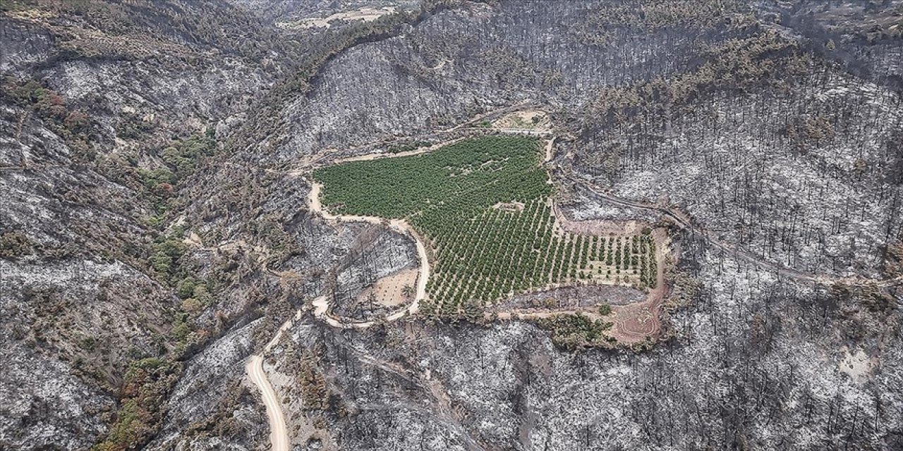Ormanlarda kara yıl! 6 bin 800 yangında 80 bin hektar alan kül oldu