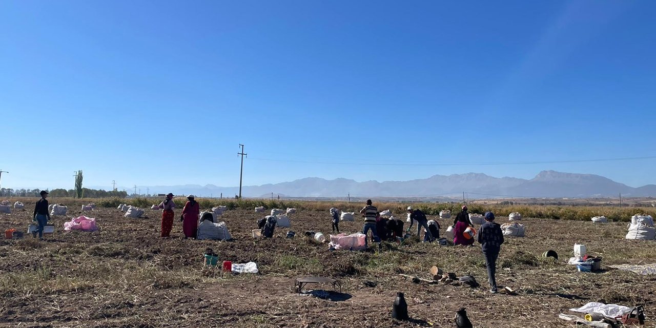 Konya’nın bu ilçesi iddialı ürününde hasada başladı