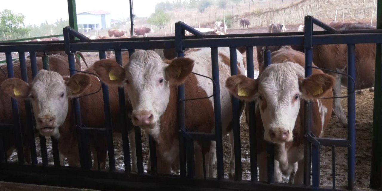 İneklerin sağlığı yapay zekaya emanet edildi