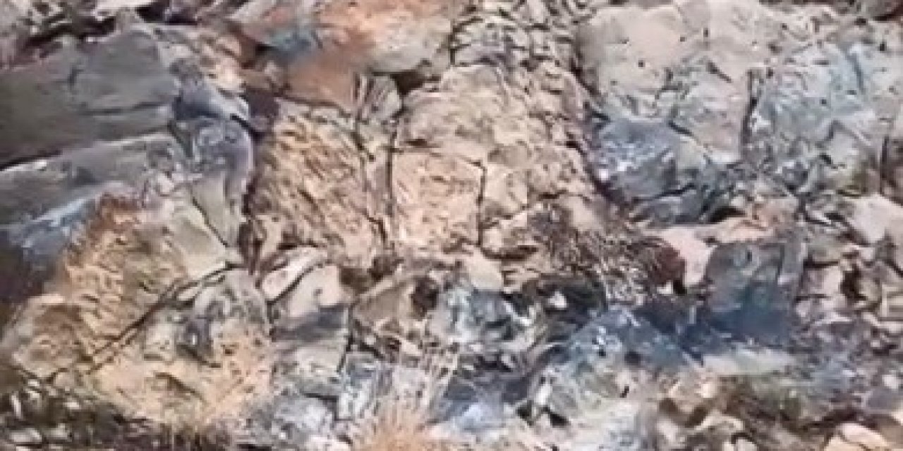 Ormanın hayaleti kameraya yansıdı