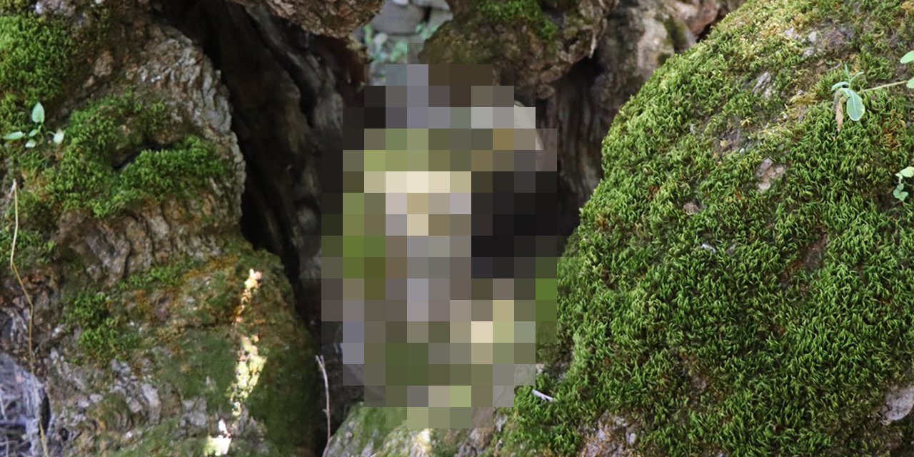 300 yıllık ağaçta şaşırtan görüntü! Duyan herkes görmeye geliyor