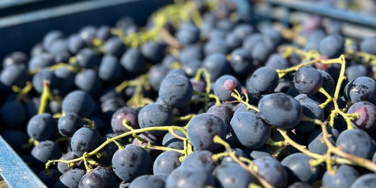 Konya Ovası’nın eşsiz lezzeti Alfons pazara çıktı