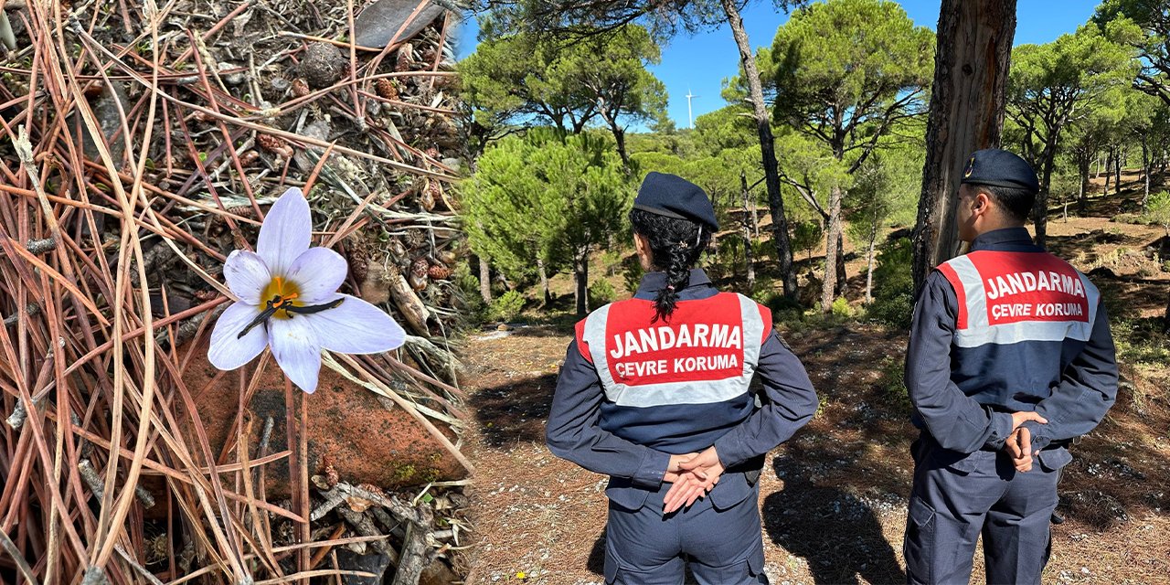 Bu çiçeği koparana 557 bin TL ceza