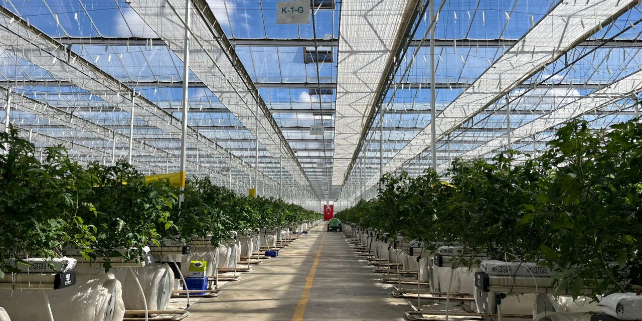 Topraksız tarımda dünya rekorunu Konya Torku kırdı