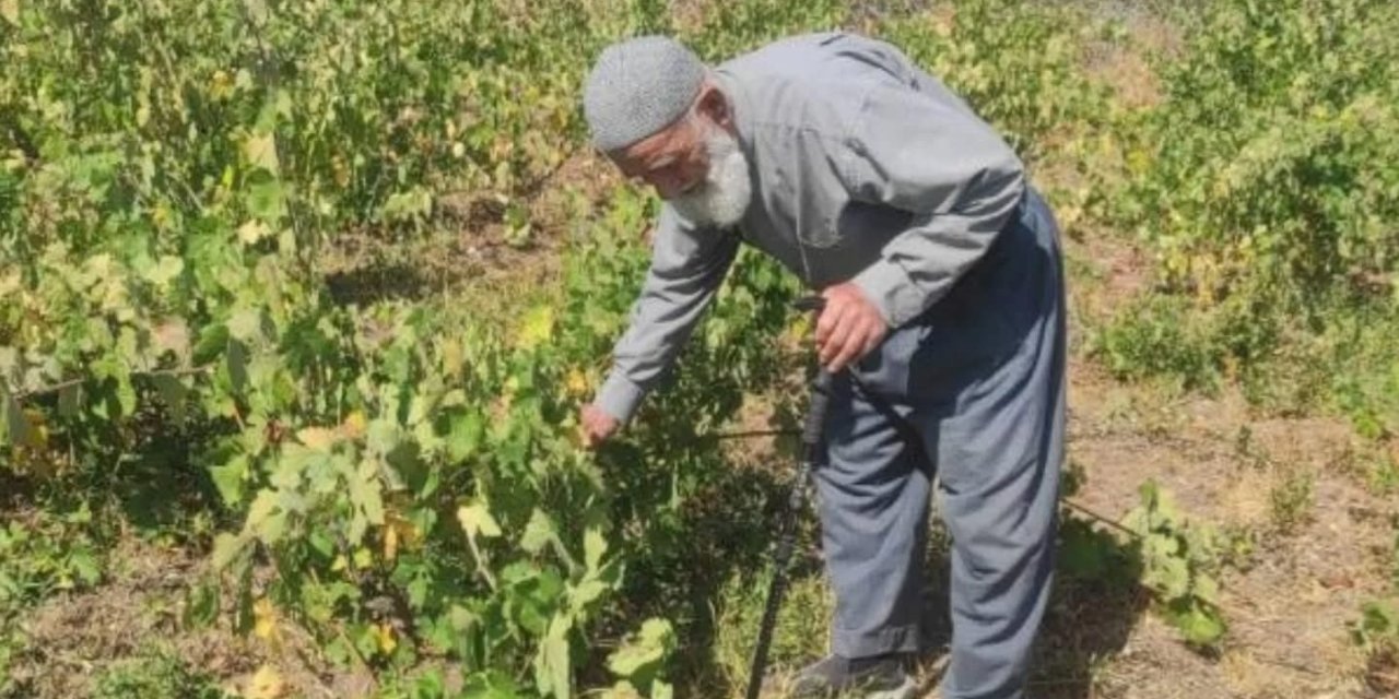 Konya Ovası’nda tarlada kalan bereket