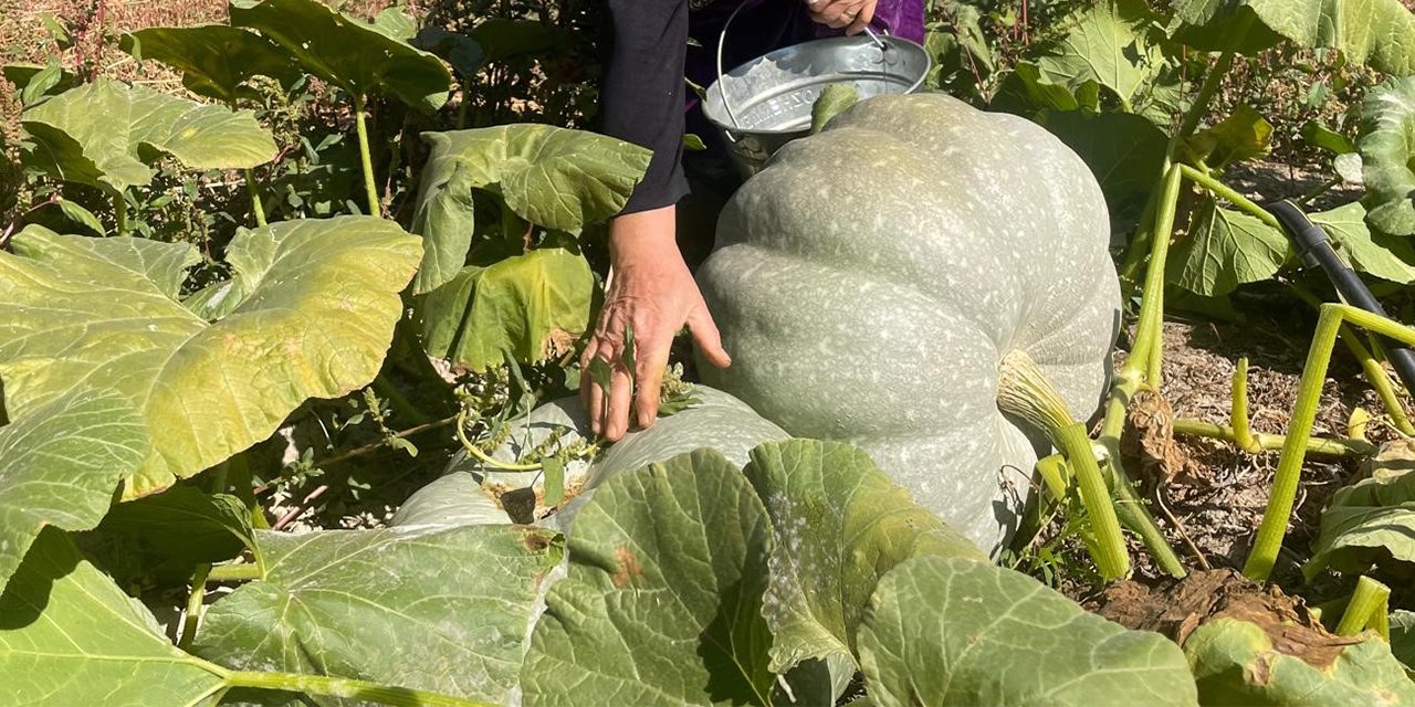 Gübreyle büyüttüğü kabakları 40 kilo oldu! “Torunum kadar olmuş”