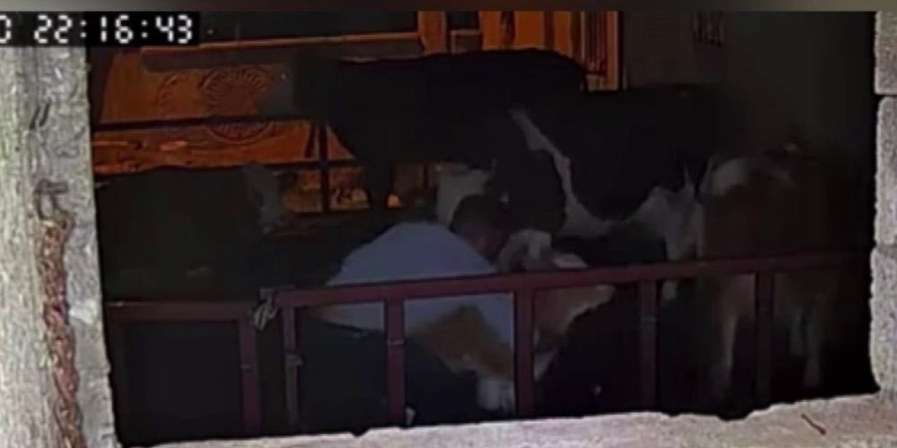 Ahırda rezalet! Kimse görmüyor sandılar ama kamera her şeyi kaydetti