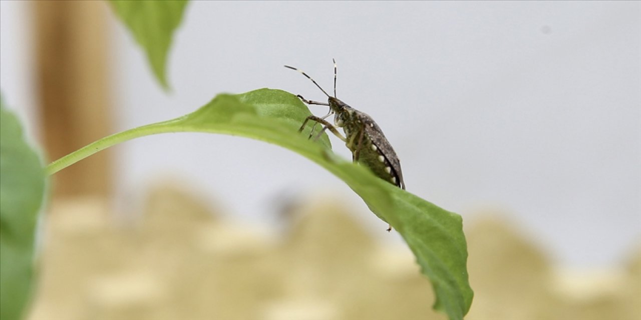 Türkiye'de kahverengi kokarca alarmı