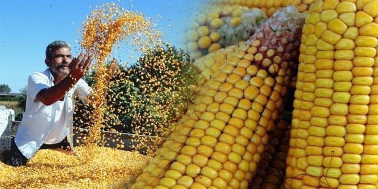 Konya Ovasında çiftçinin başı şimdi de “tüccar dolandırıcılarla” dertte