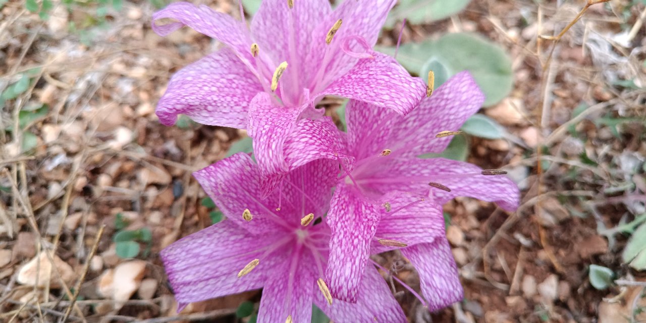 Konya’nın yüksekleri morardı, yayla dönemi kapandı