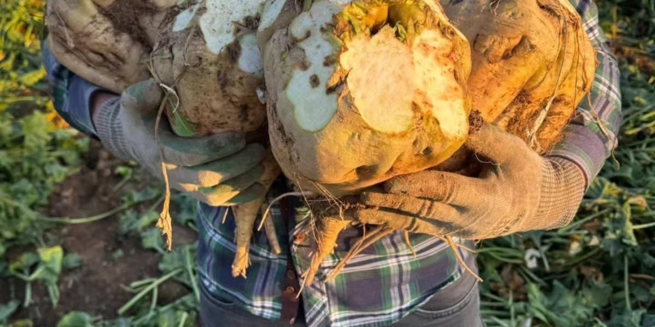 Konya’da pancar üreticisinin yüzü bu yıl da güldü