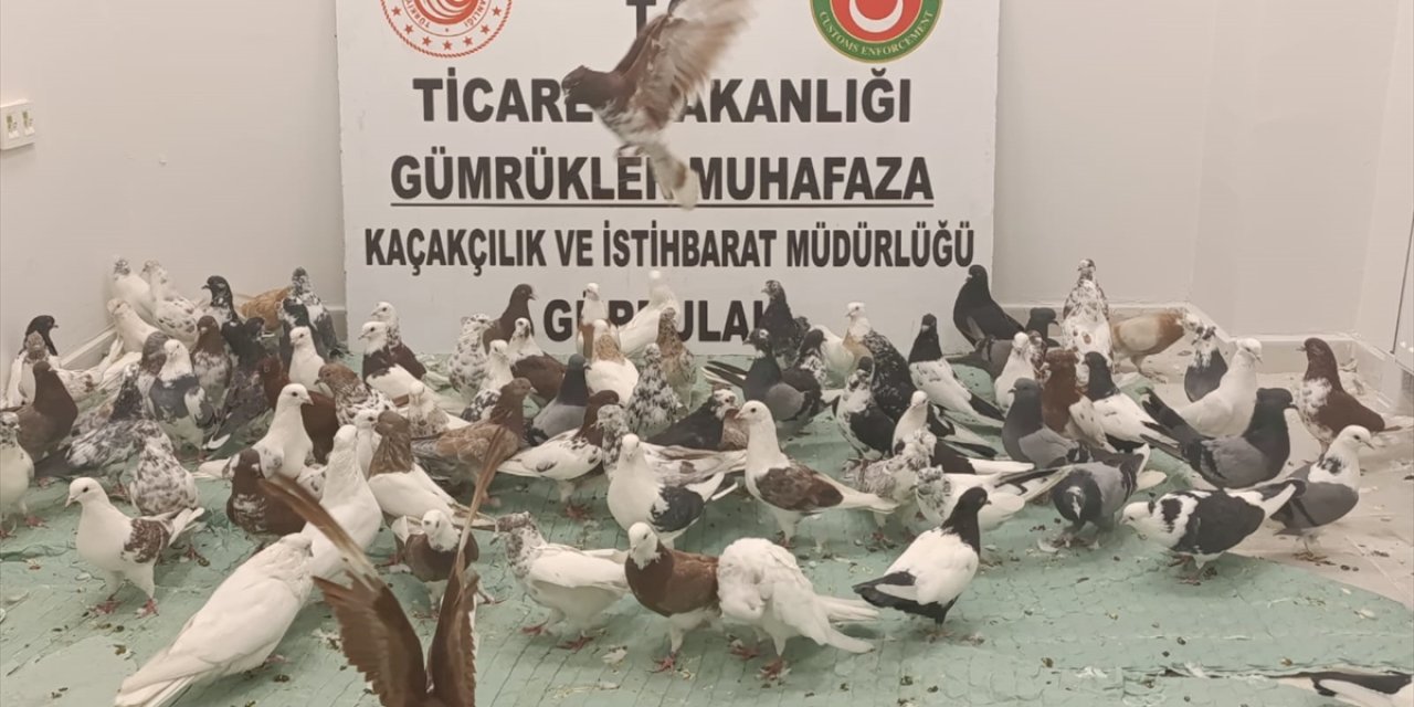 Gümrük kapısında cancan cinsi 85 güvercine el konuldu