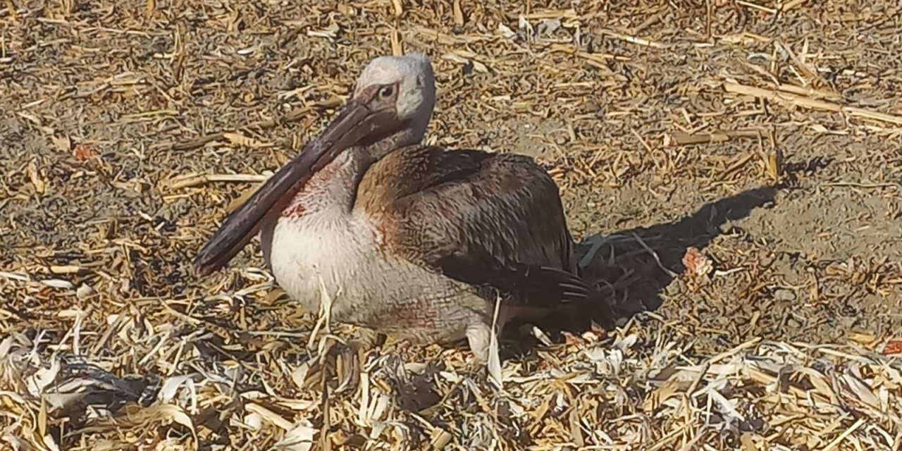 Konya’da mısır tarlasına yaralı pelikan düştü