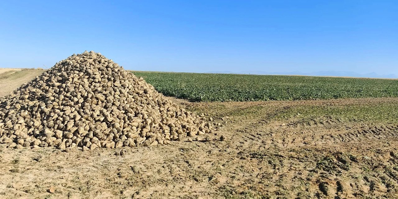 Konya’da tarlalar hasat edilmiş pancar ile doldu