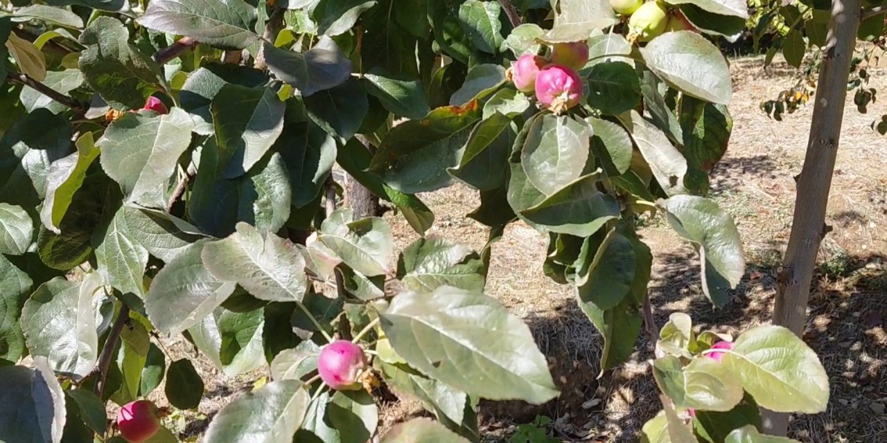 Kışa ramak kala ağaçlar meyve verdi, çiçek açtı