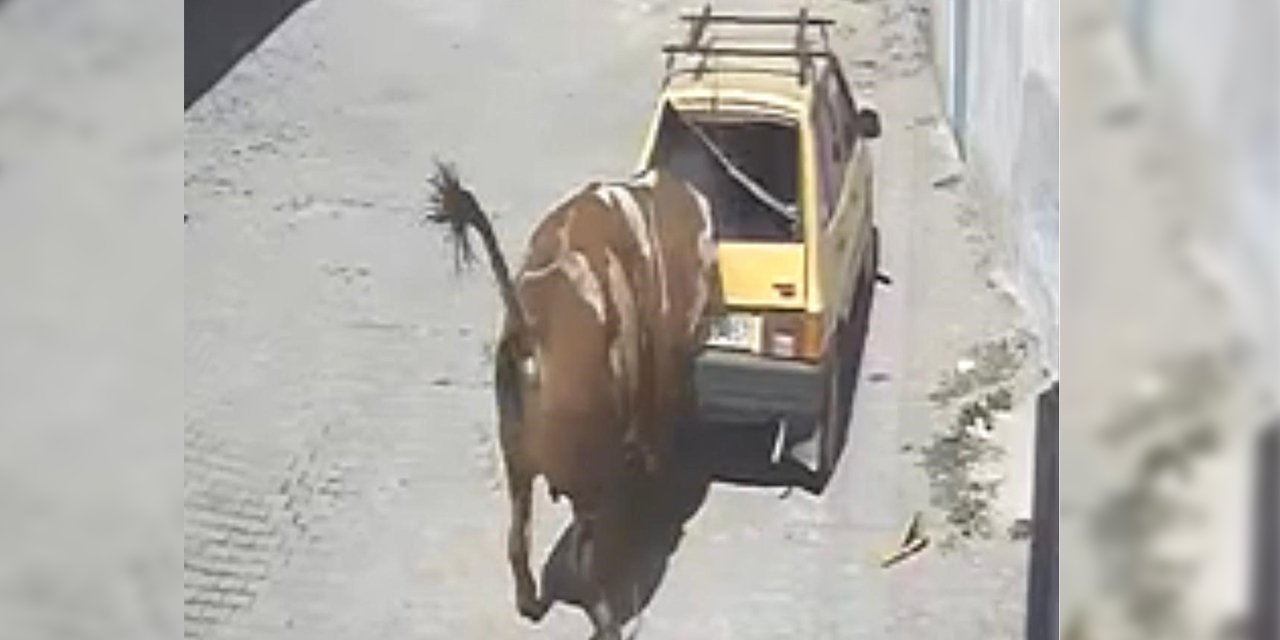 Zincirini koparan boğa otomobili hedef tahtasına çevirdi