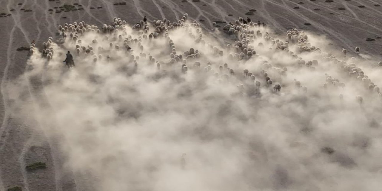 Konya’da sessizliği kuzular bozdu