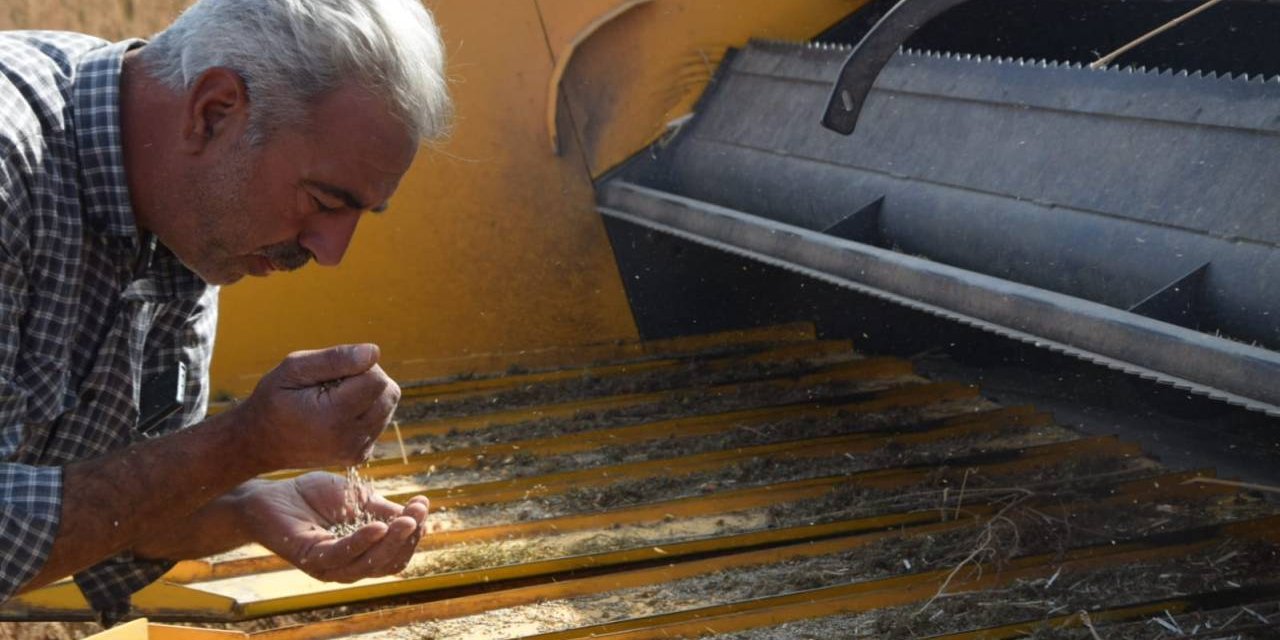 Konya’nın az su ile yüksek verim alınan yeni ürününde hasat zamanı