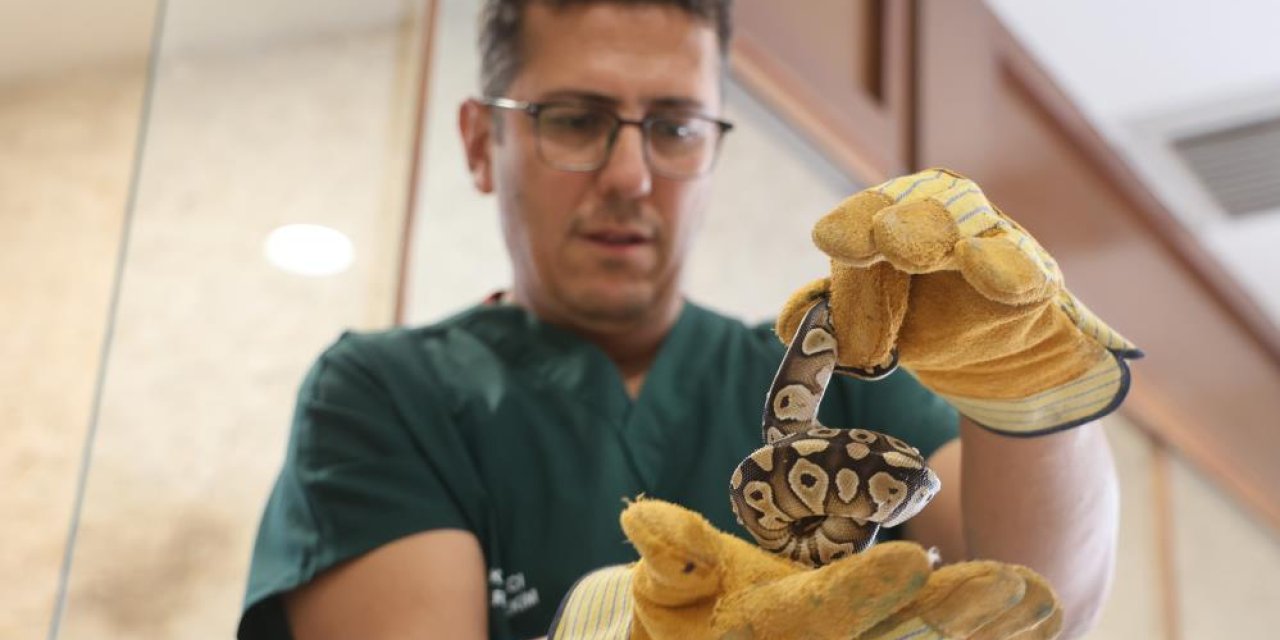 Konya’da asayiş denetiminde cepten çıkan Kraliyet Yılanı emin ellerde