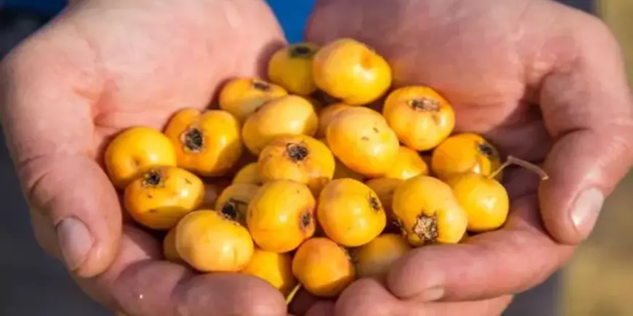 Doğanın şifası Konya’da şişelere girmeye başladı
