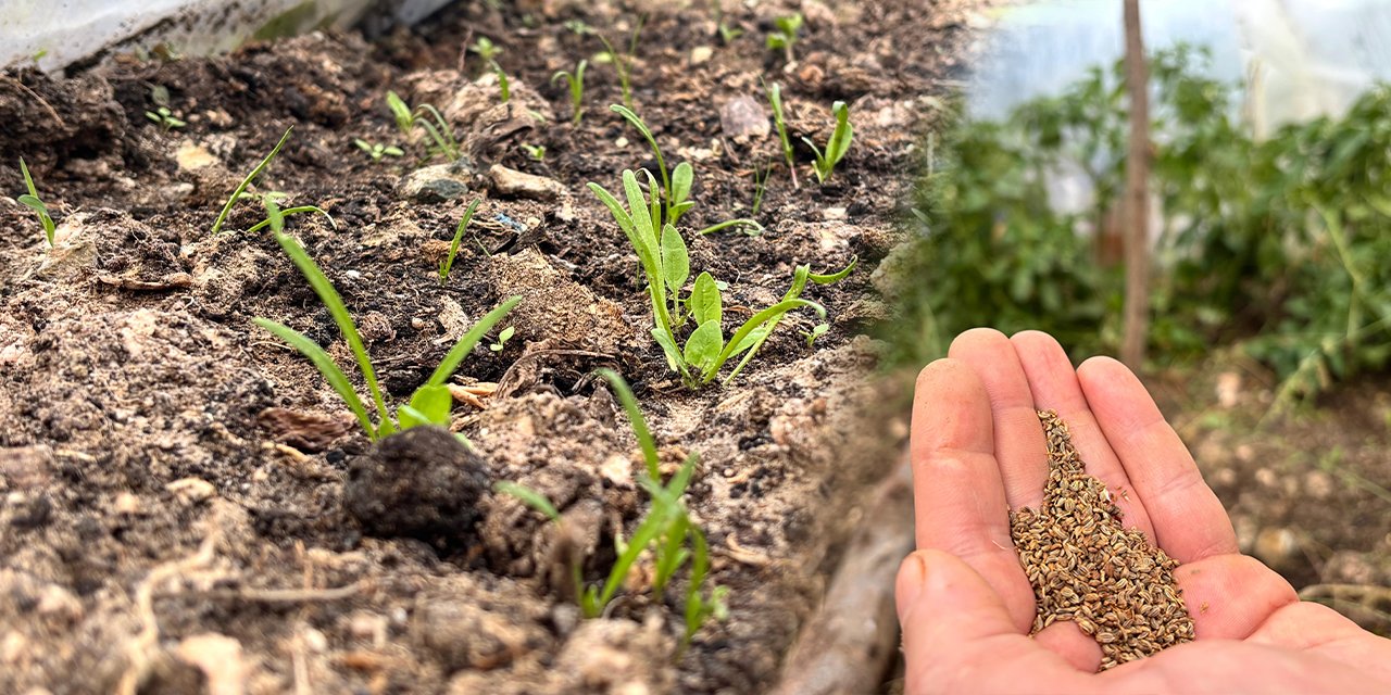 Balkonda ekilen tohumlar Türkiye'nin geleceğine umut oldu