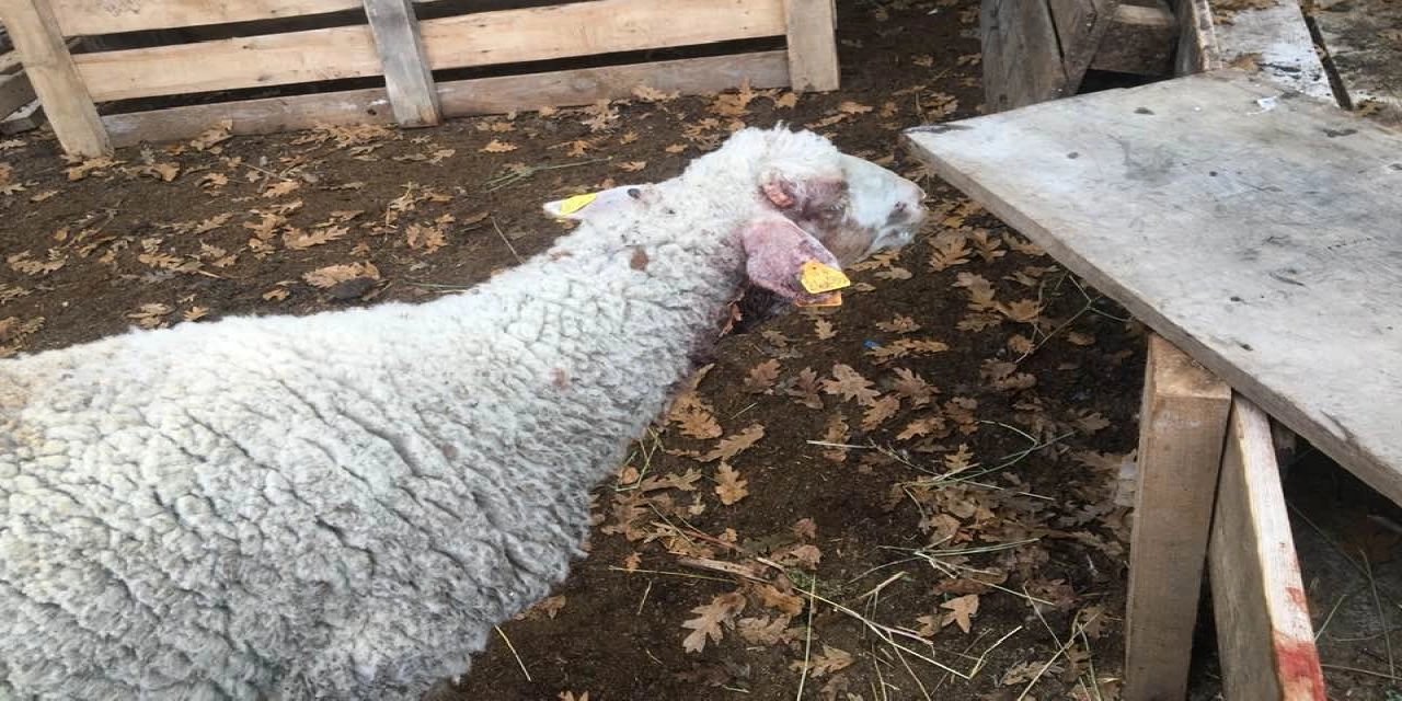 Sürüden ayrılanı kurt kapar atasözü gerçek oldu