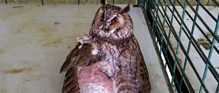 Konya'da yaralı kulaklı orman baykuşu tedaviye alındı