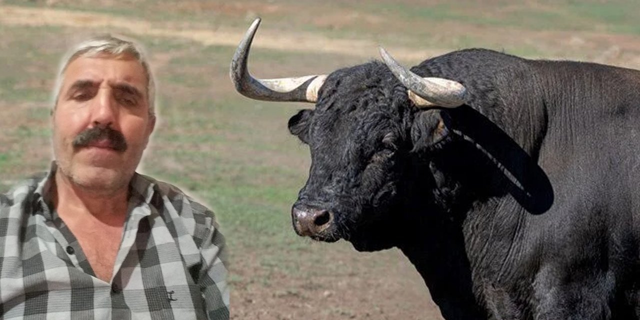 Boynuz darbesiyle sahibini öldürdü