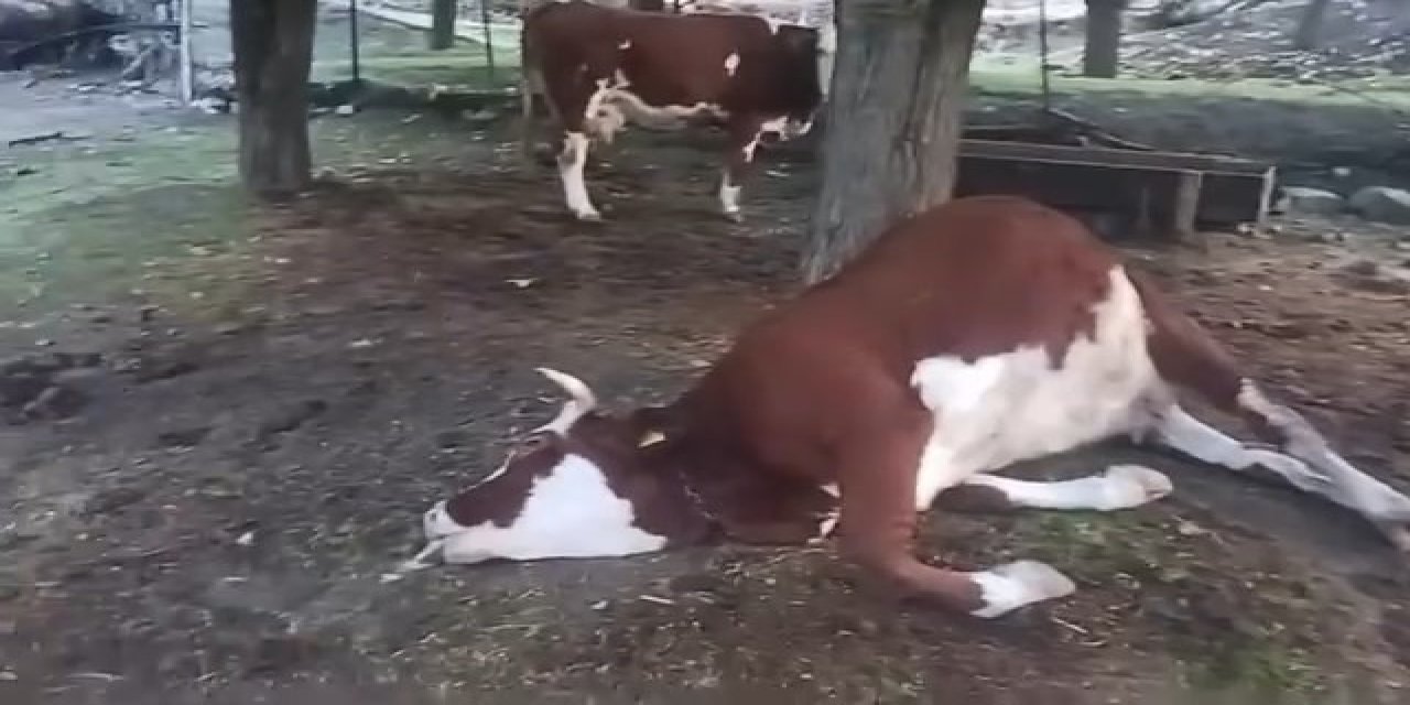 Bahçeye düşen yıldırım 2 ineği telef etti
