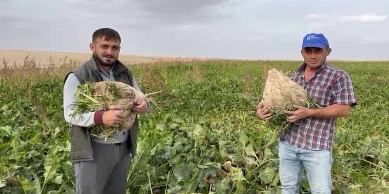 Konya’da böylesi ilk kez görüldü! Üreticisi de şaşkın