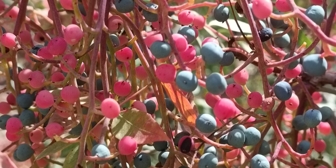Konya dağlarında şifa dolu miras çıtlık zamanı