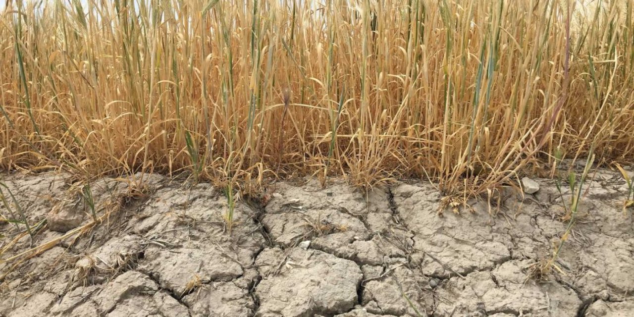 Türk tarımı son yılların felaketini yaşıyor