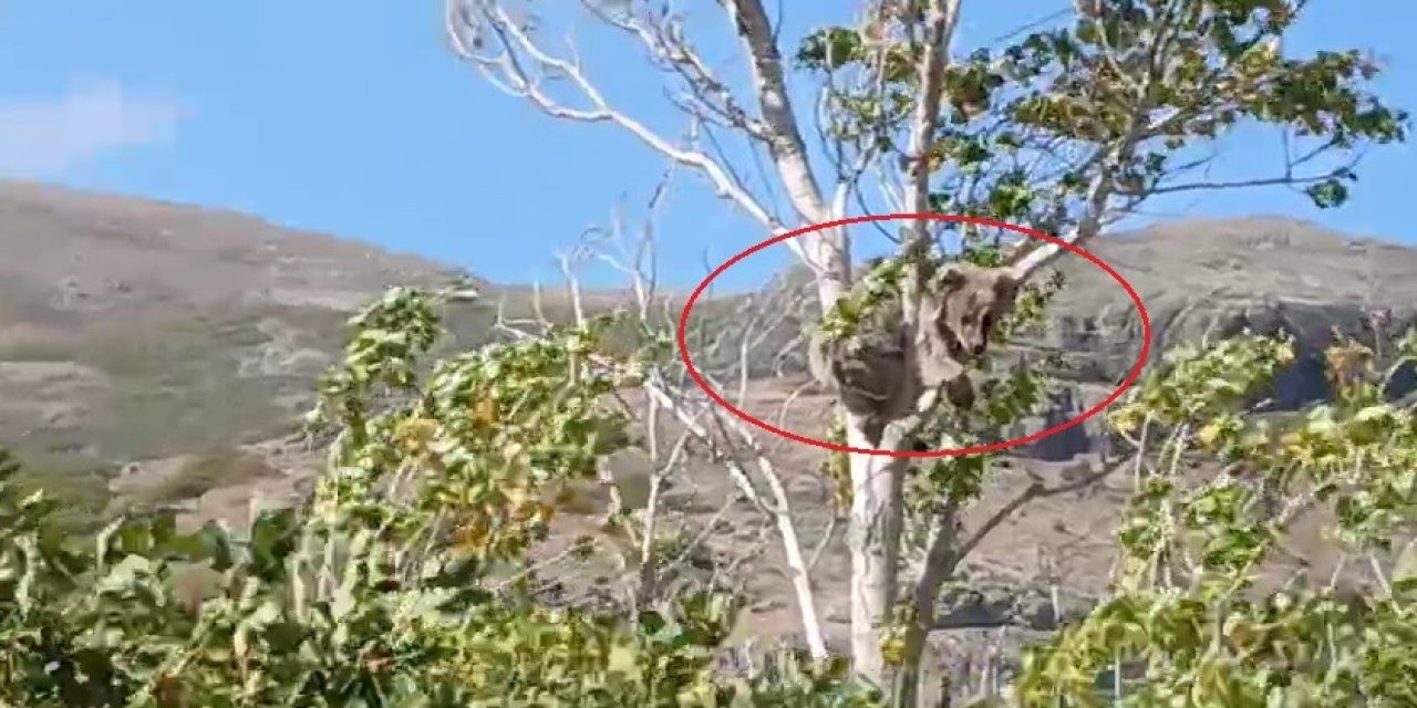 Köyü alarma geçirmişti! Bu kez ağacın tepesinde görüldü