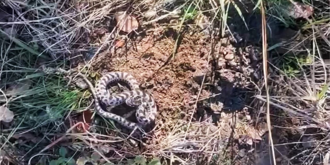 Mantar toplamaya çıktı, dünyanın en zehirlisiyle karşılaştı