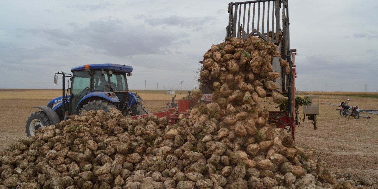 Şeker pancarı rekolte ve fiyatıyla çiftçinin yüzünü güldürüyor