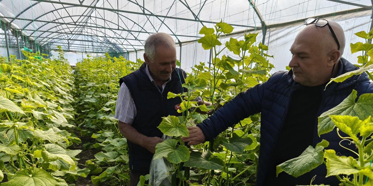 Konya’da üretici yeni kazanç kapısı buldu