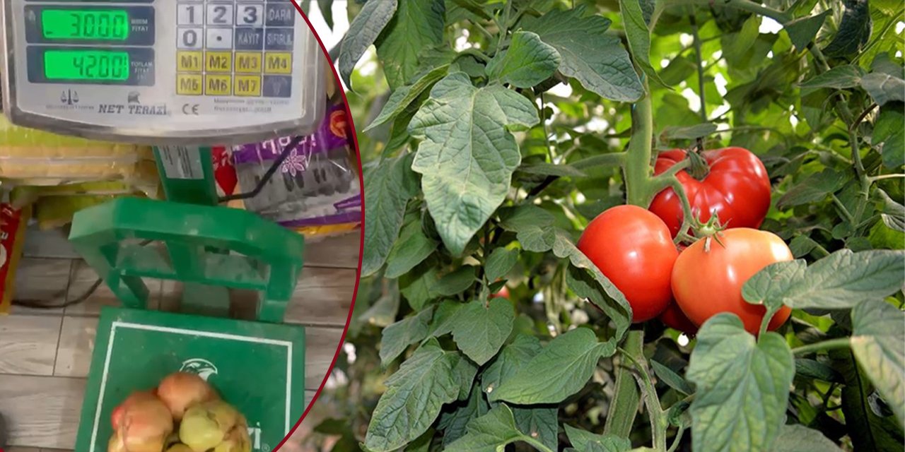 Çiftçiyi şaşırtan hasat! Domatesin tanesi yaklaşık 1 buçuk kilo