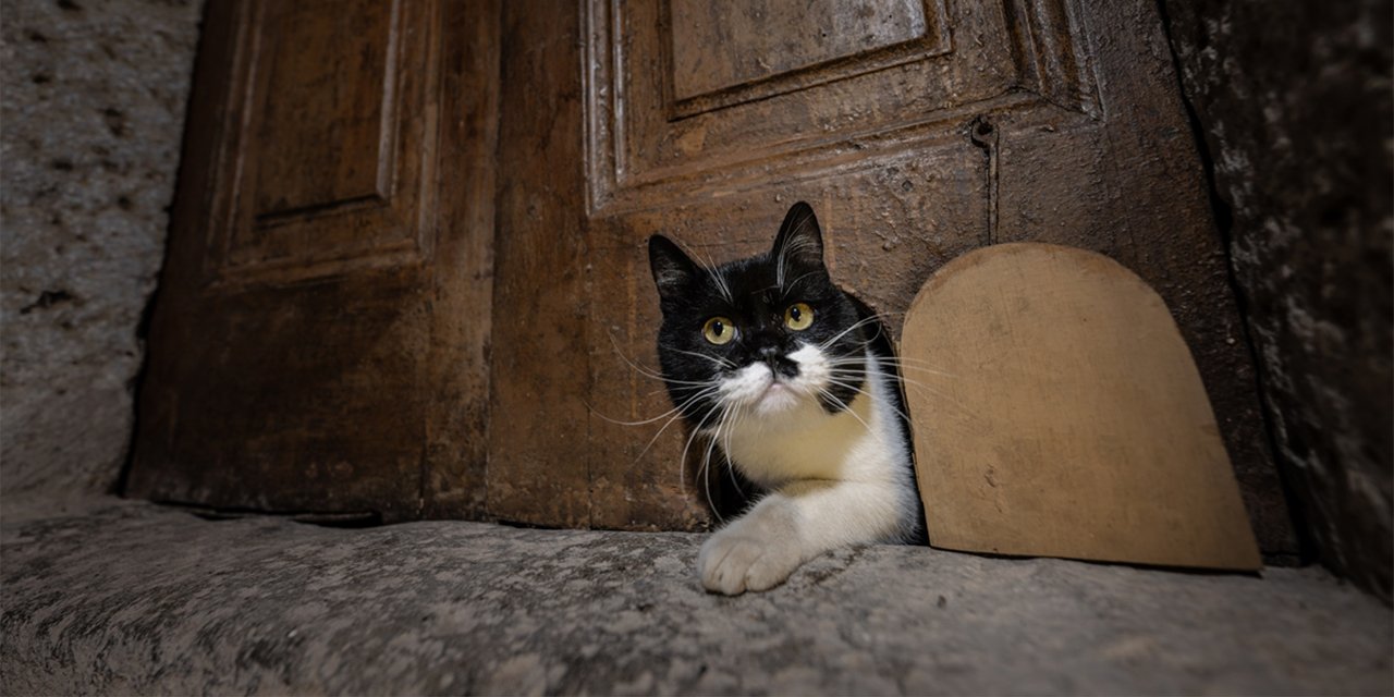 Topkapı’nın kedisi Mülayim’in torunu, tarihi kapıya yeniden can verdi