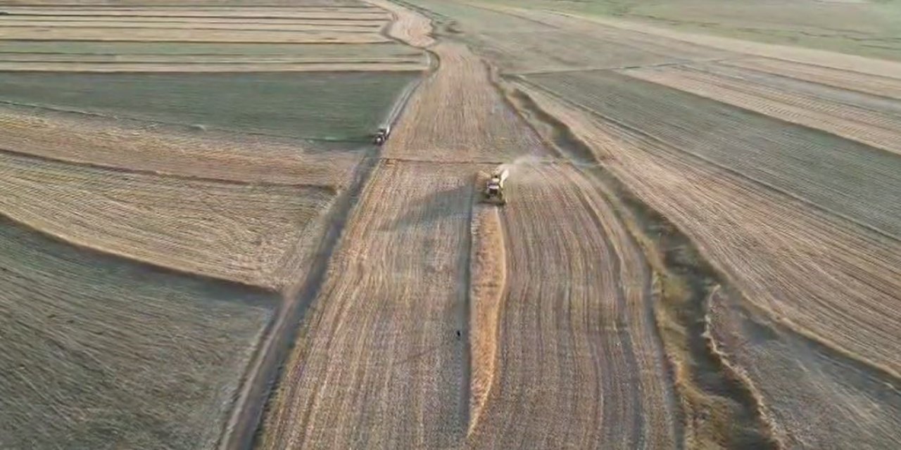 Konya Ovası’nda arpa alarmı