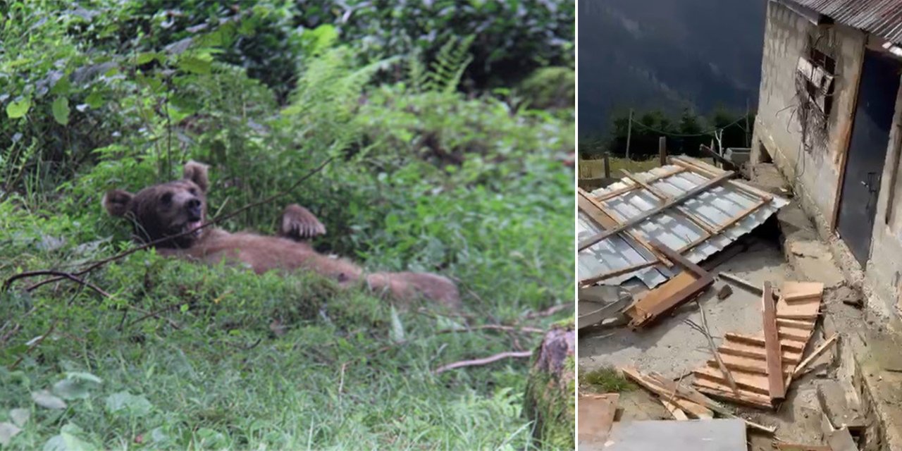 Ayılar yerleşim yerine indi, 20 ev talan oldu