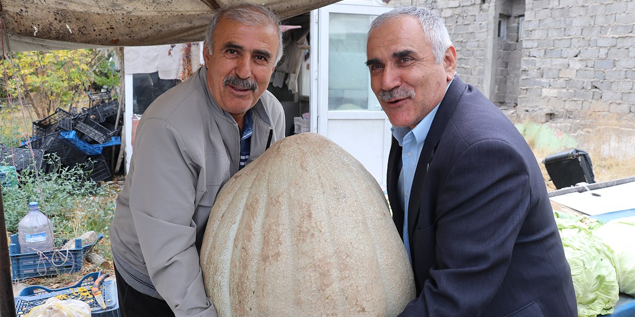 51 kiloluk dev kabak! 2 kişinin yardımıyla taşınıyor