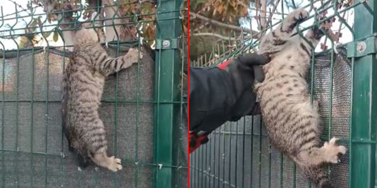 Konya’da kedi kurtarma operasyonu! Kafası tellere sıkıştı