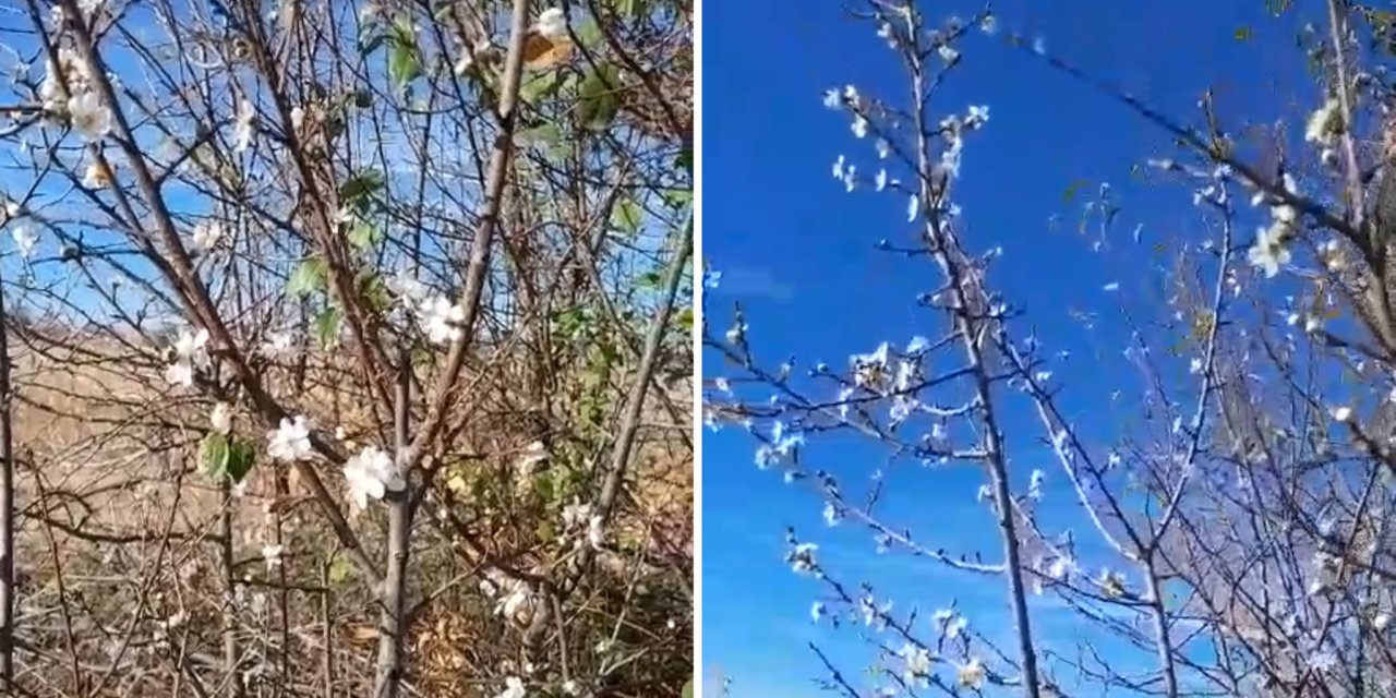 Konya’ya kış gelmeden ilkbahar geldi