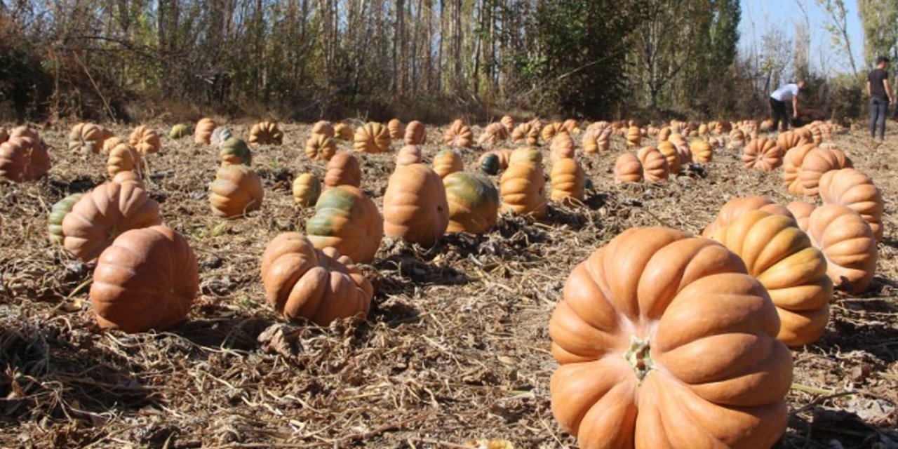 Konya’dan dünya mutfağına! Hasat başladı